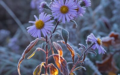 Hidden Stars of Autumn: Beautiful Blooms That Last Into Frost