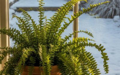 Overwintering Outdoor Ferns as Indoor Houseplants