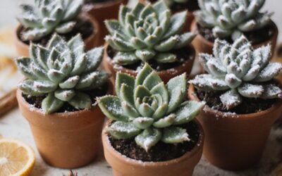 Festive Succulent Arrangements: 10 Holiday-Perfect Plants for Your Christmas Display