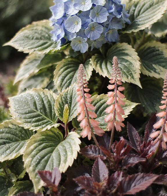 Perfect Companion Plants to Grow Alongside Your Hydrangeas