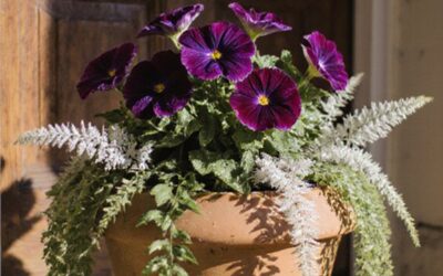 Summer Front Door Container Gardens: Purple and White Plant Combinations