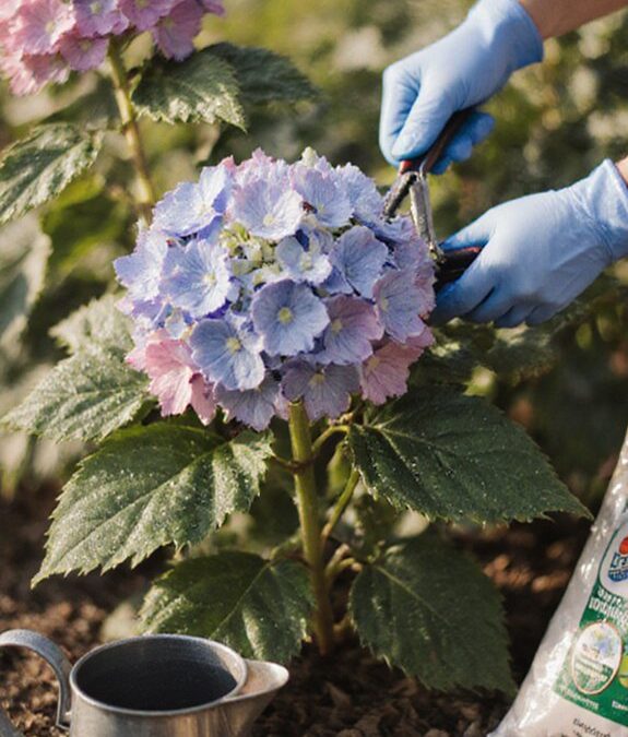 Complete Care Guide for Endless Summer Hydrangeas: From Planting to Season-Long Blooms
