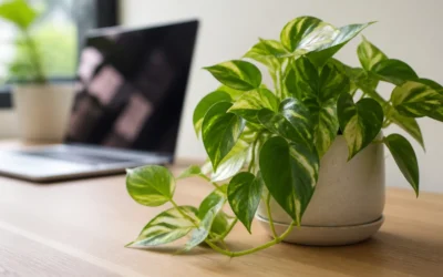 How to Style Desk Plants So They Look Great on Video Calls